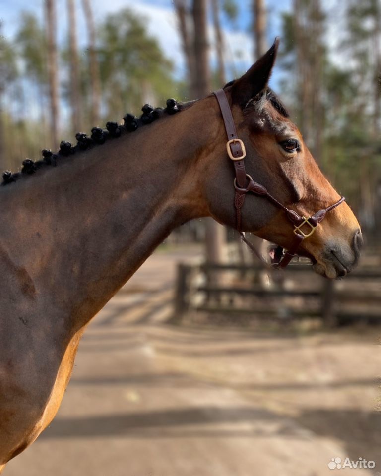 Лошадь с большой перспективой в спорт купить на Зозу.ру - фотография № 5