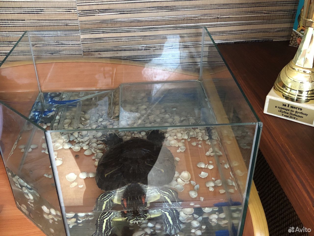 Отдам бесплатно черепаху с аквариумом купить на Зозу.ру - фотография № 4