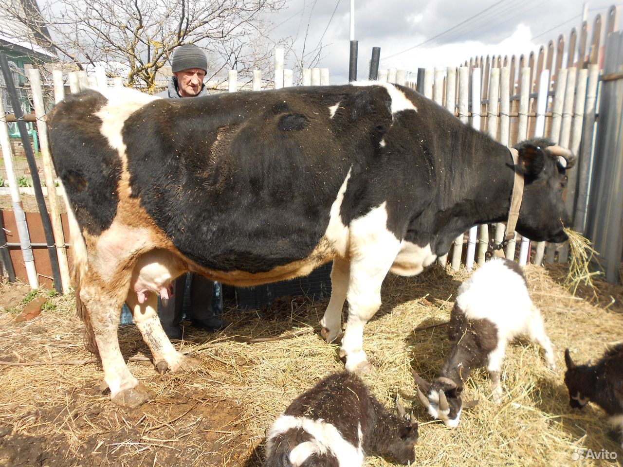 Корова или бычок на обмен купить на Зозу.ру - фотография № 1