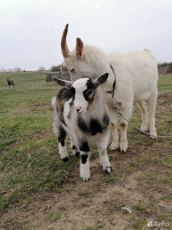 Козел и коза с козлёнком купить на Зозу.ру - фотография № 7