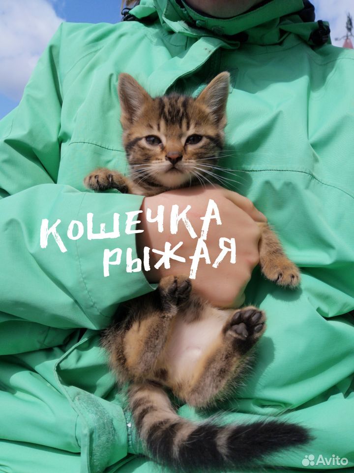 Британские котята С приданным купить на Зозу.ру - фотография № 1