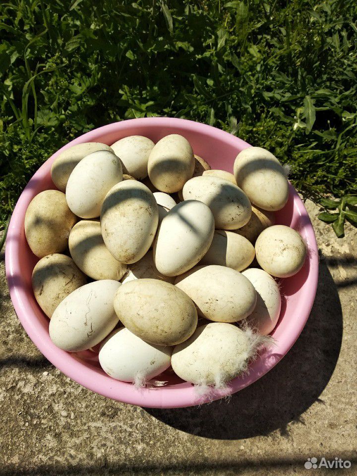 Гусиные яйца. Яйцо гусиное открытое. Сколько стоит гусиное яйцо. Гусиные яйца фото. Купить гусиное яйцо на авито