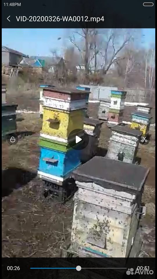 Пчёлы, матка, пчелосемьи (карпатка) купить на Зозу.ру - фотография № 1