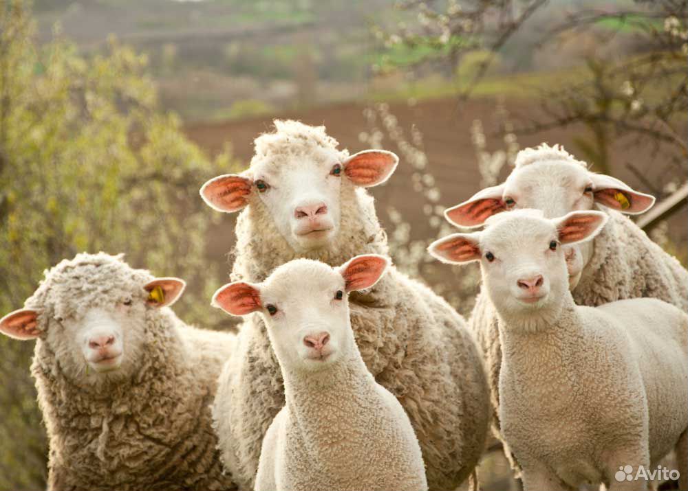 Продаю стадо овец купить на Зозу.ру - фотография № 1
