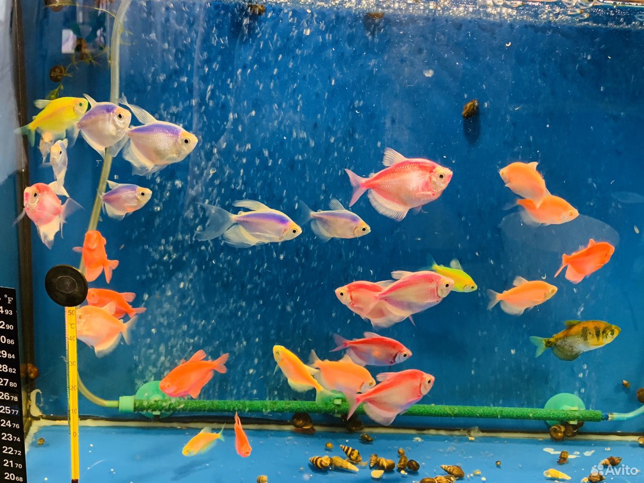 Тернеция рыбка аквариумная купить на Зозу.ру - фотография № 5