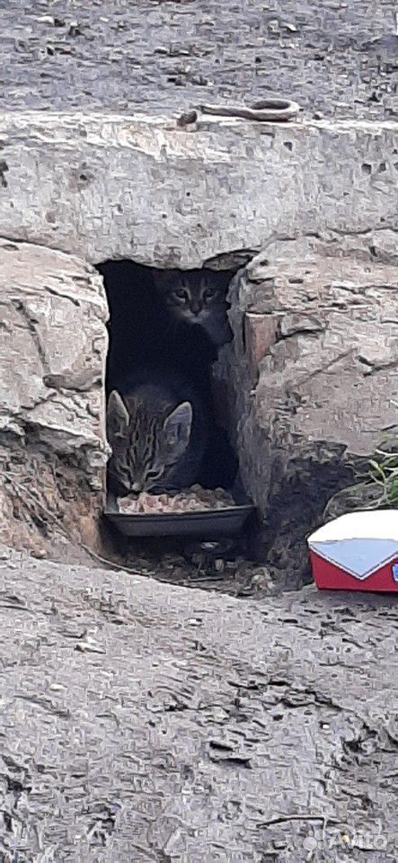 Котята ищут дом купить на Зозу.ру - фотография № 1