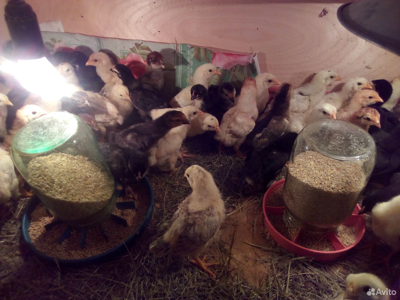 Подрощенные цыплята купить на Зозу.ру - фотография № 8