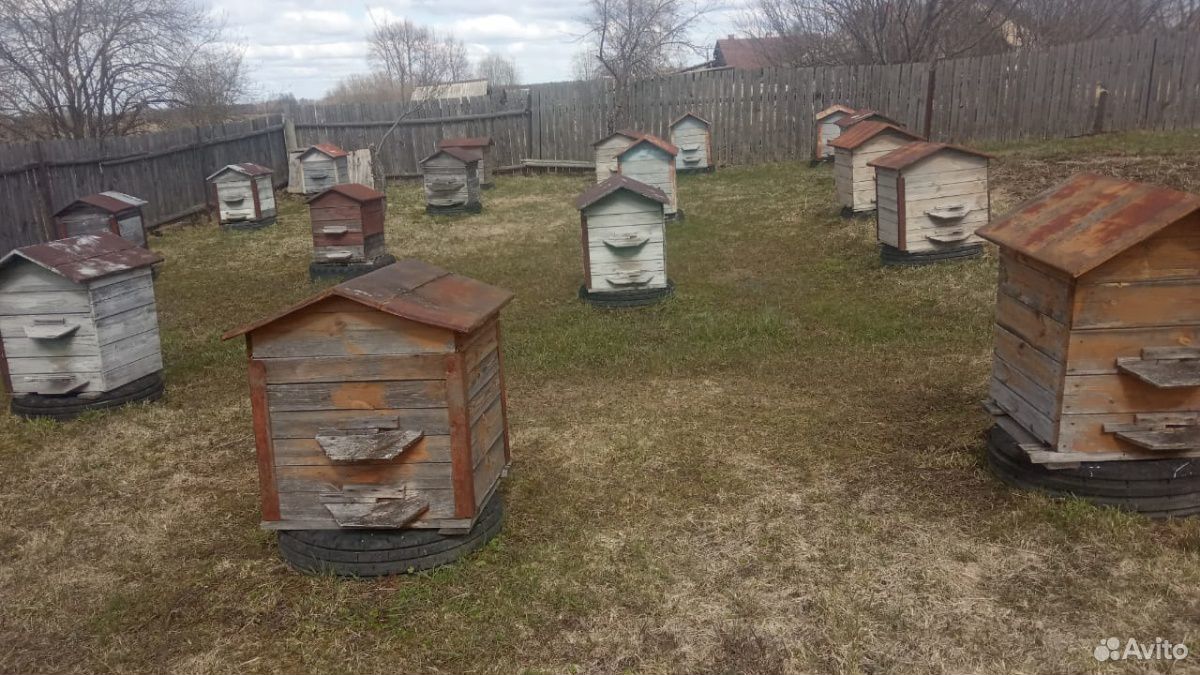 Продам улья с пчелами купить на Зозу.ру - фотография № 5