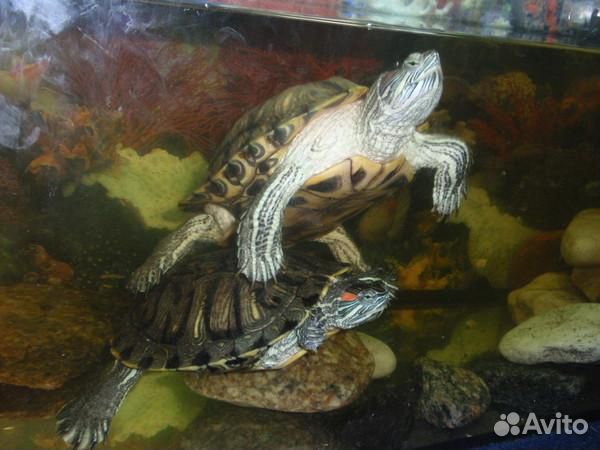 Продам красноухих черепах купить на Зозу.ру - фотография № 1