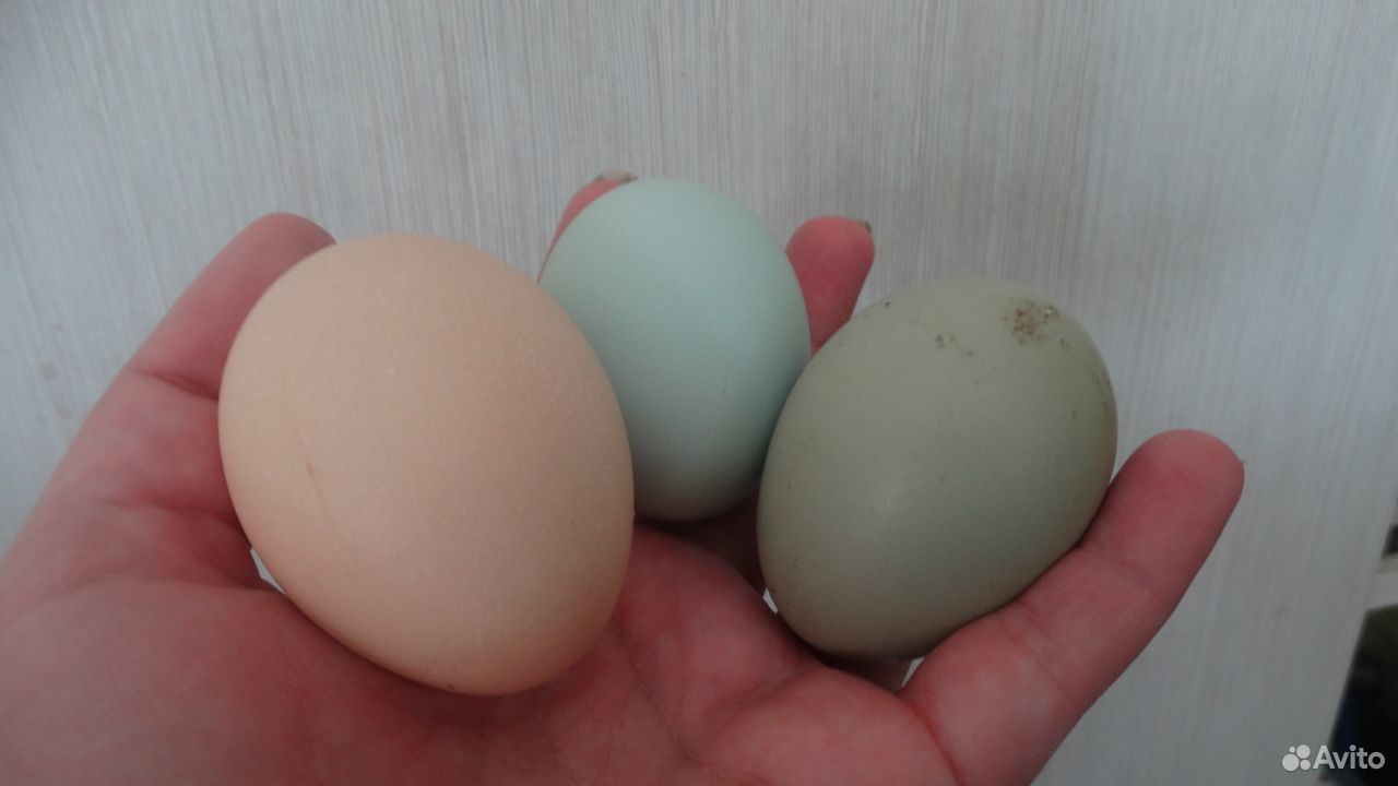 Фавероль порода кур описание фото цвет яйца