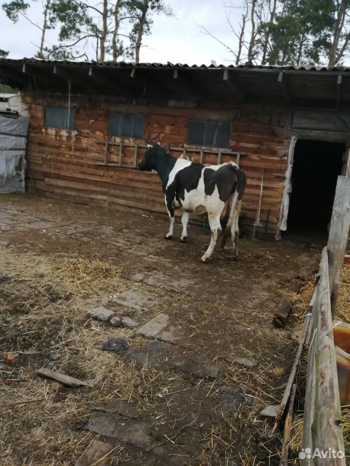 Корова стельная. 5 лет, 4 ая беременность, умная купить на Зозу.ру - фотография № 1