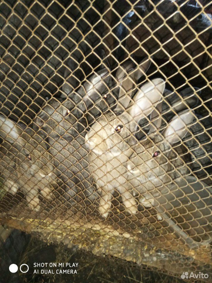 Самки кроликов породы Шиншила купить на Зозу.ру - фотография № 1