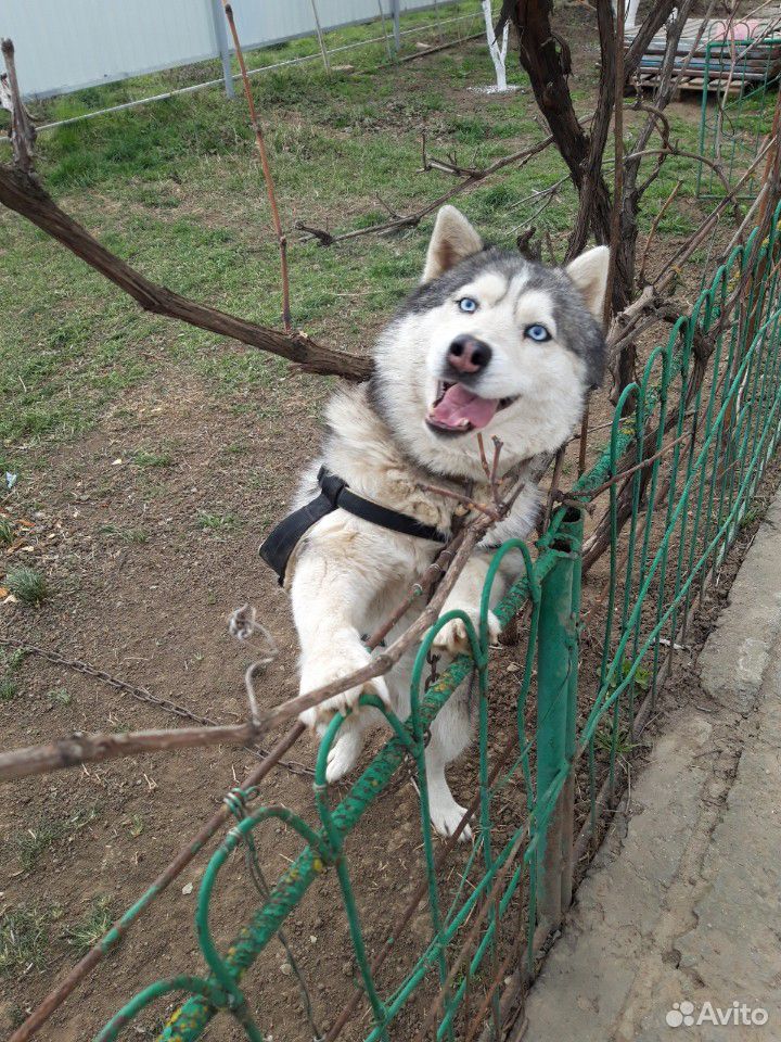 Собака Сибирская Хаски купить на Зозу.ру - фотография № 1