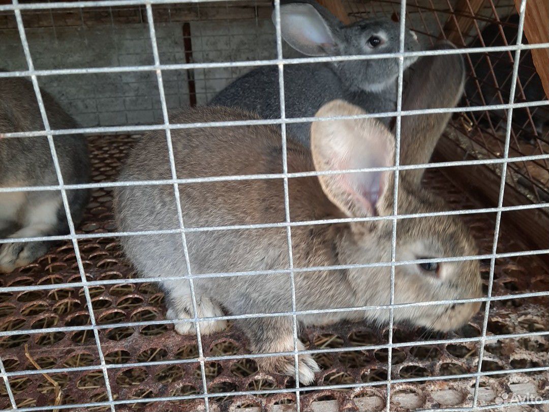 Кролики породы Фландер купить на Зозу.ру - фотография № 4