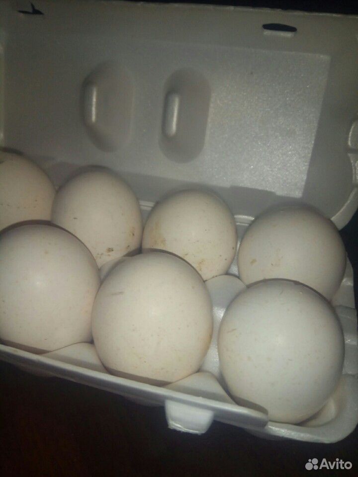 Яйца индюшиные на инкубацию купить на Зозу.ру - фотография № 1