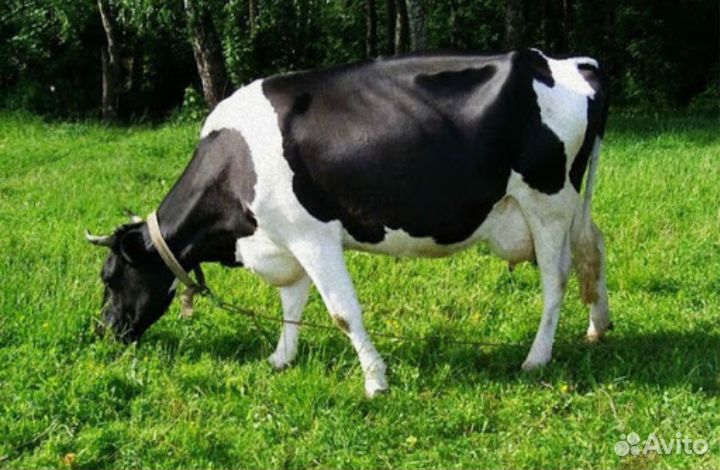 Продаётся стельная корова купить на Зозу.ру - фотография № 1