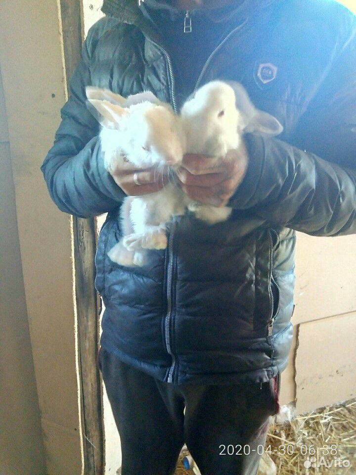 Продаю кроликов скороспелок купить на Зозу.ру - фотография № 3