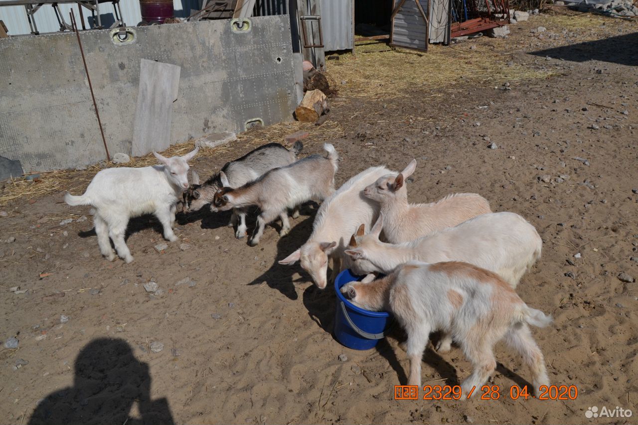 Продам коз и козлят купить на Зозу.ру - фотография № 5