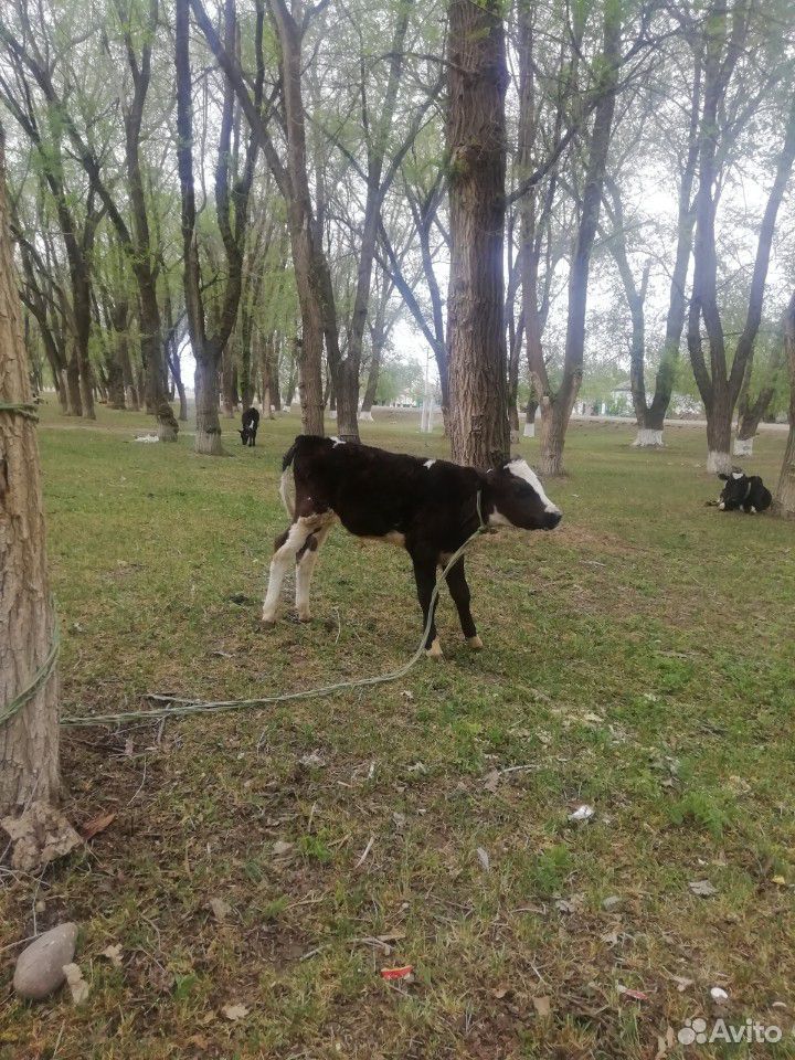 Корова и телок купить на Зозу.ру - фотография № 3