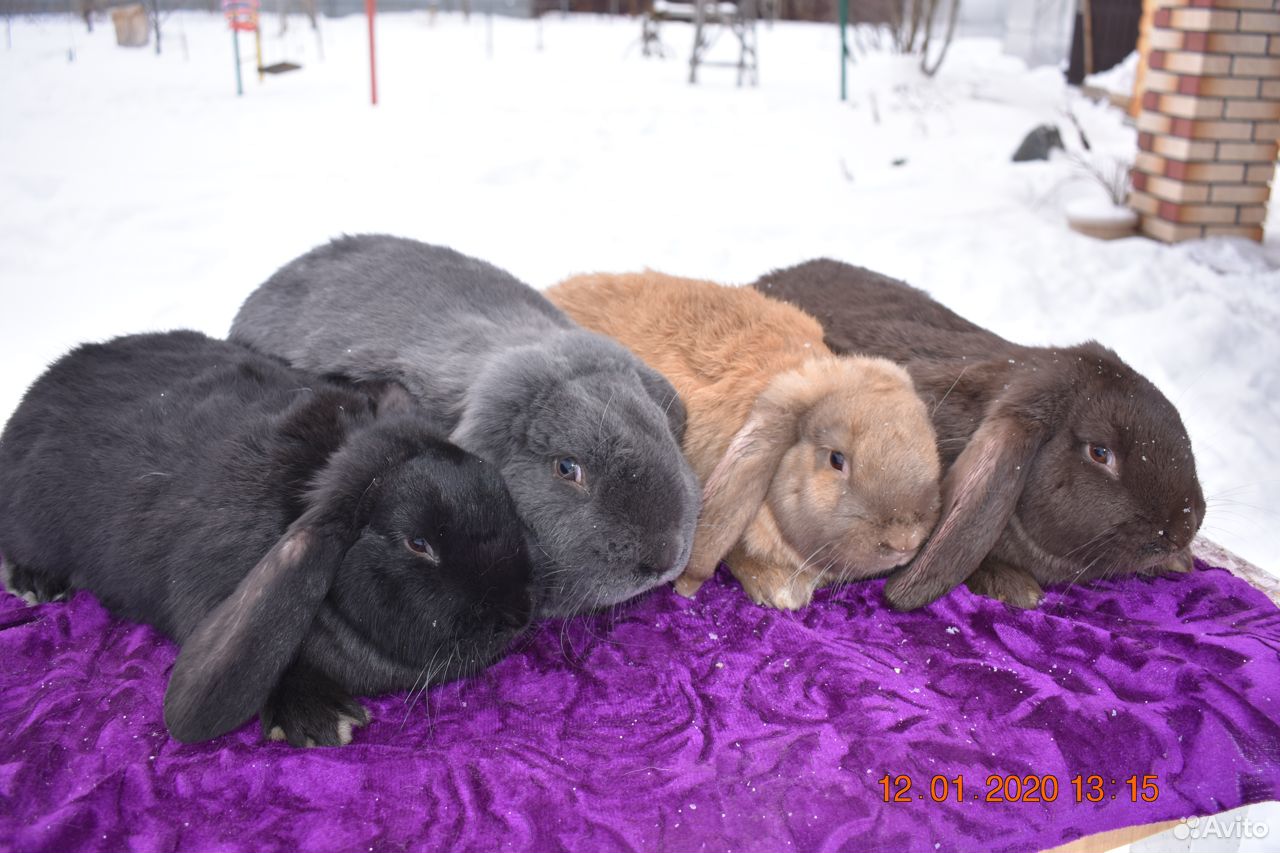 Кролики французский баран купить на Зозу.ру - фотография № 1