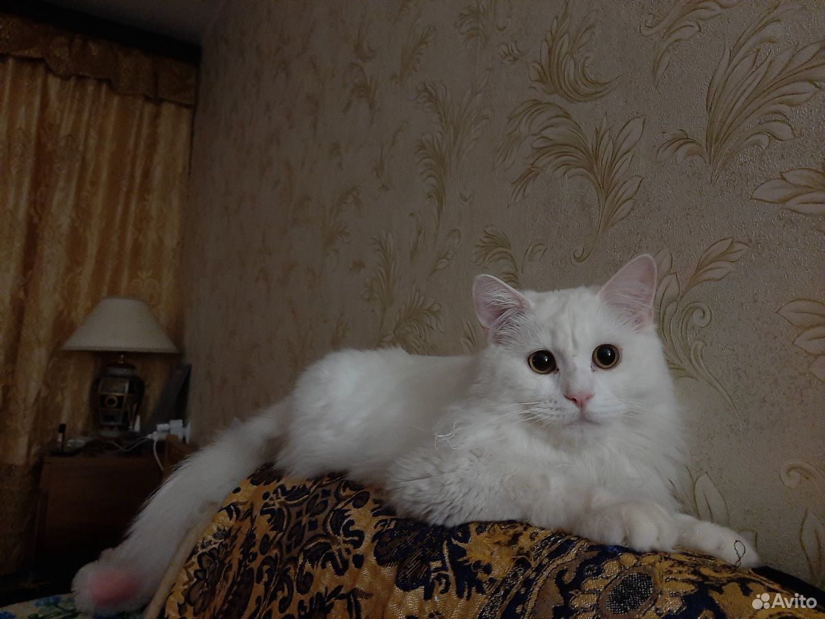 Шотландский кот приглашает на вязку купить на Зозу.ру - фотография № 1