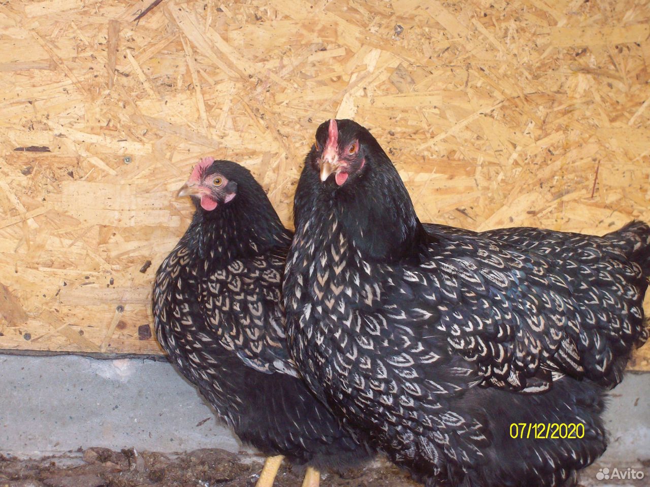 Яйцо и цыплята породной птицы купить на Зозу.ру - фотография № 4