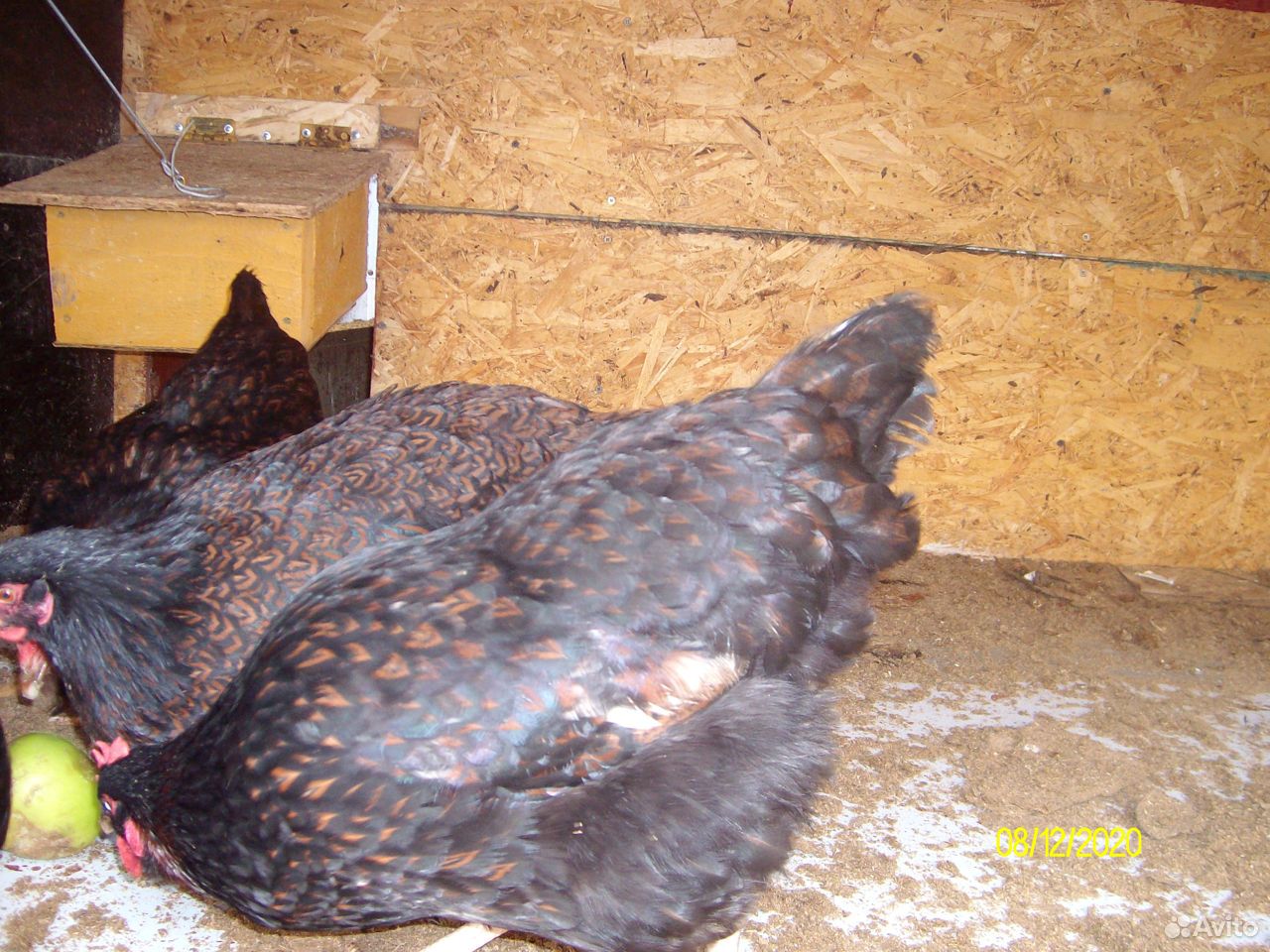 Яйцо и цыплята породной птицы купить на Зозу.ру - фотография № 6