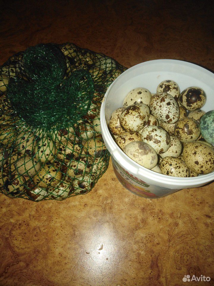 Перепелки 20 дней, ия яйцо купить на Зозу.ру - фотография № 3