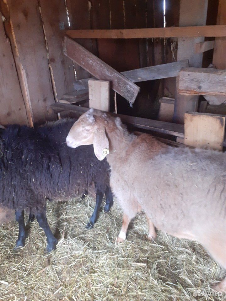 Гисарские овцы купить на Зозу.ру - фотография № 6