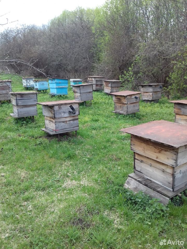 Ульи для пчел, рамки б/у купить на Зозу.ру - фотография № 1