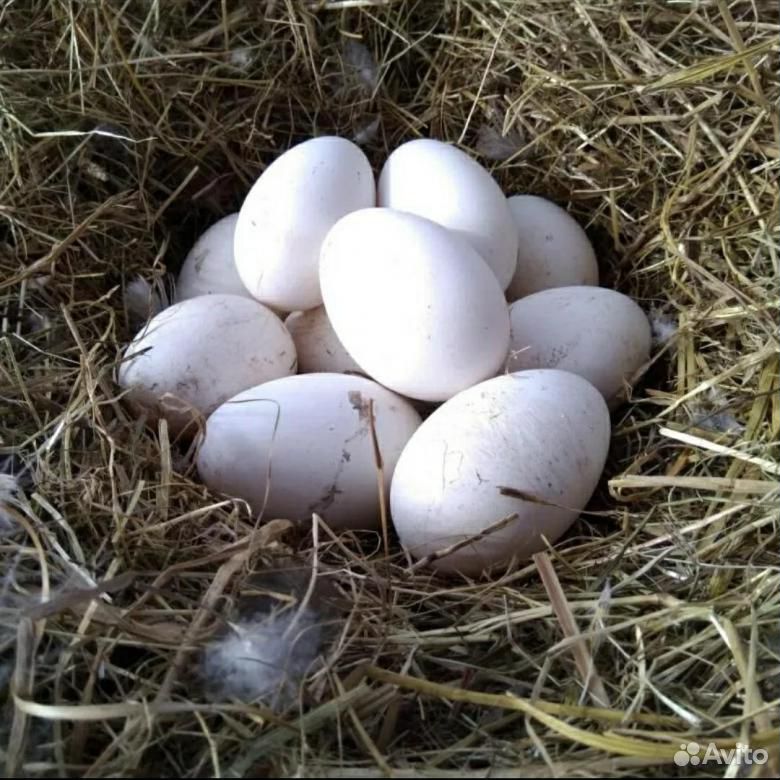 Гусиное инкубационное яйцо,куриное ия купить на Зозу.ру - фотография № 1