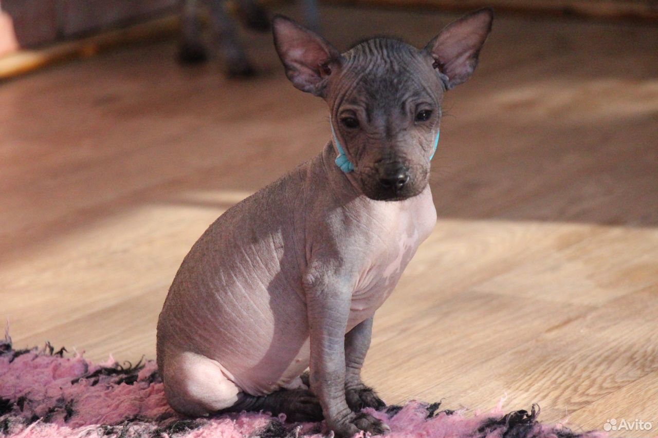 Ксолоицкуинтли, мексиканская голая собака. Мини купить на Зозу.ру - фотография № 1
