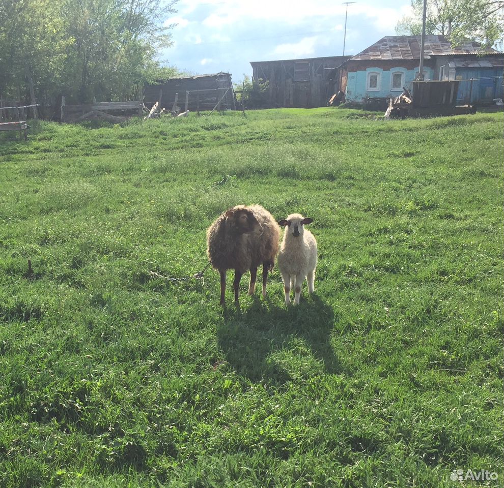 Продаю овец купить на Зозу.ру - фотография № 4