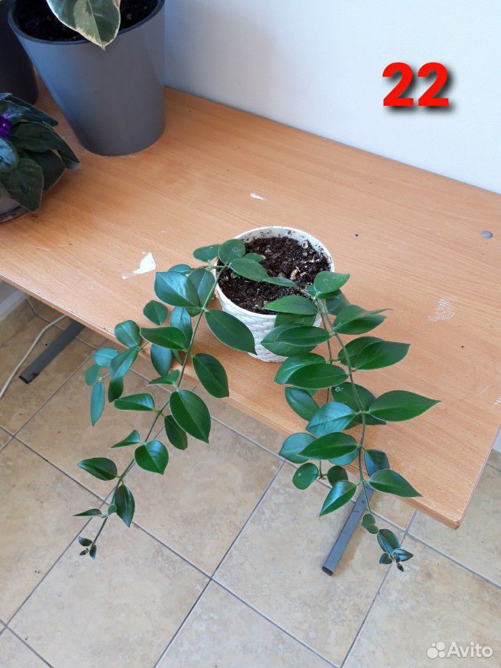 Комнатные растения, цветы 3 купить на Зозу.ру - фотография № 2