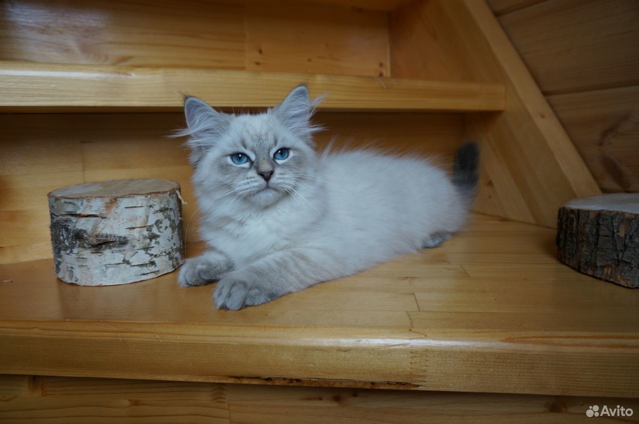 Невский маскарадный котенок в отличном типе купить на Зозу.ру - фотография № 1