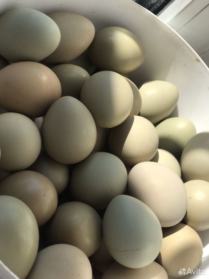 Яйца фазана купить. Яйцо фазана румынского. Сколько стоит яйцо фазана. Купить яйца фазана для инкубации. Яйцо инкубационное фазана купить в СПБ.