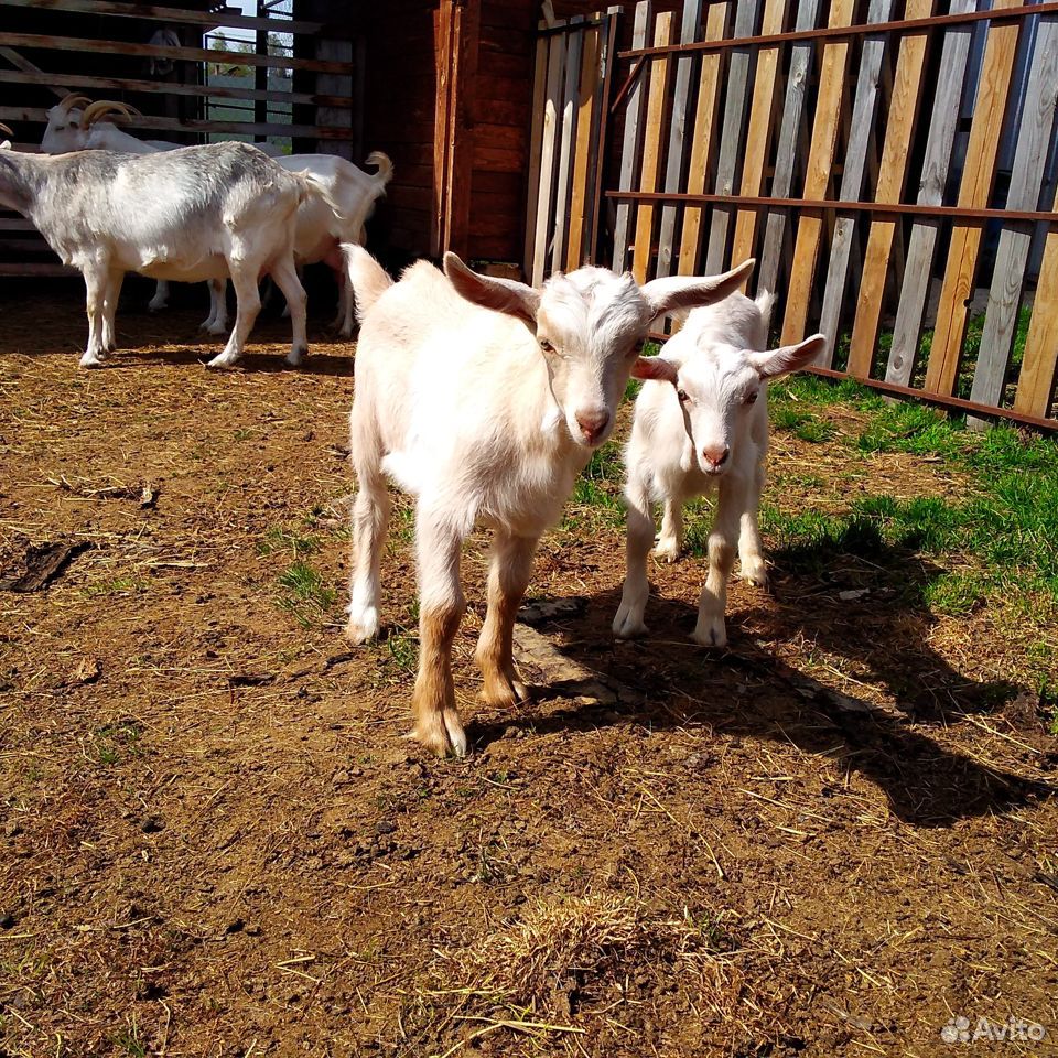 Козочка и козлики от высокоудойных коз купить на Зозу.ру - фотография № 9