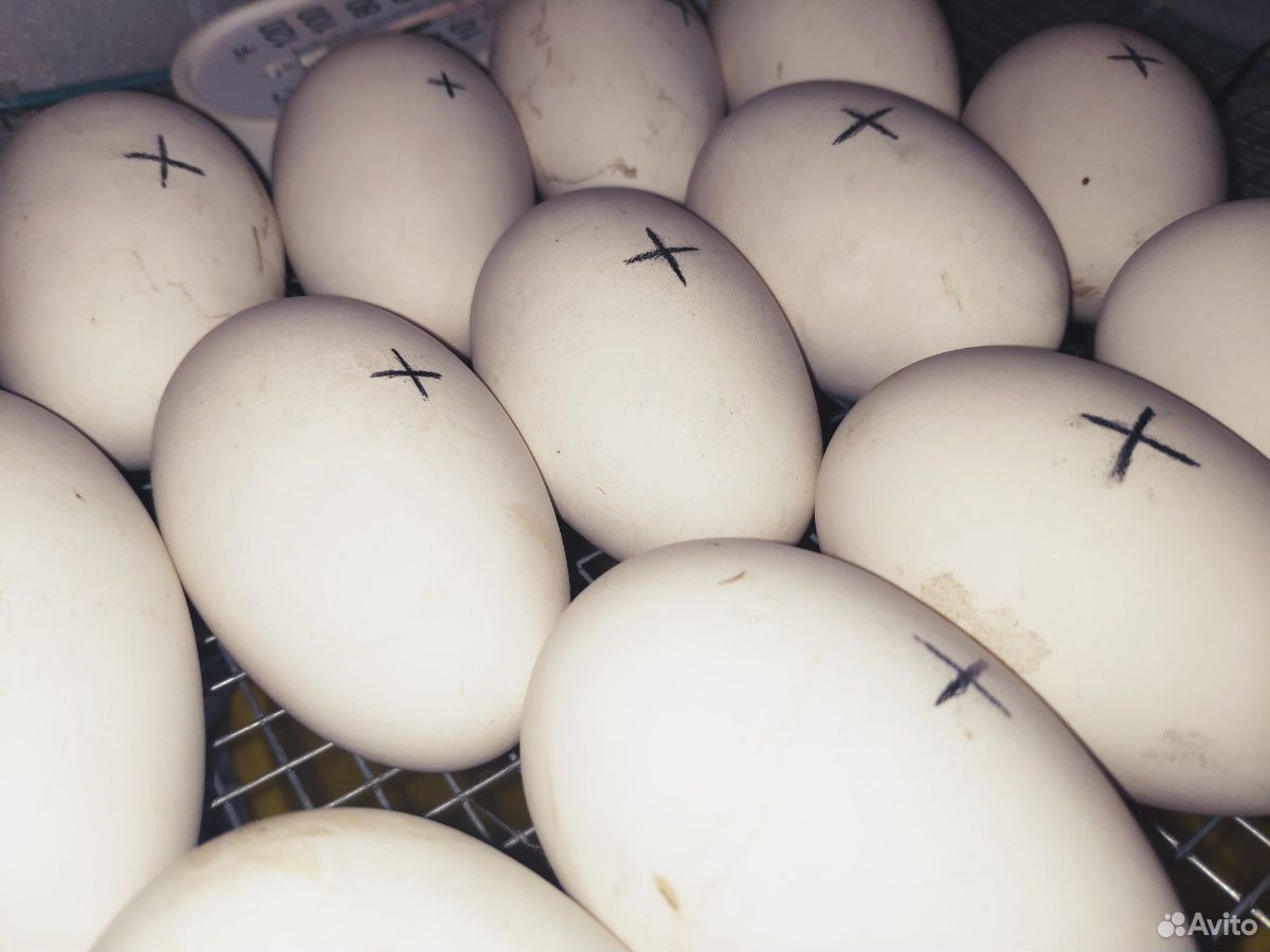 Цыплята,гуси,яйца купить на Зозу.ру - фотография № 3