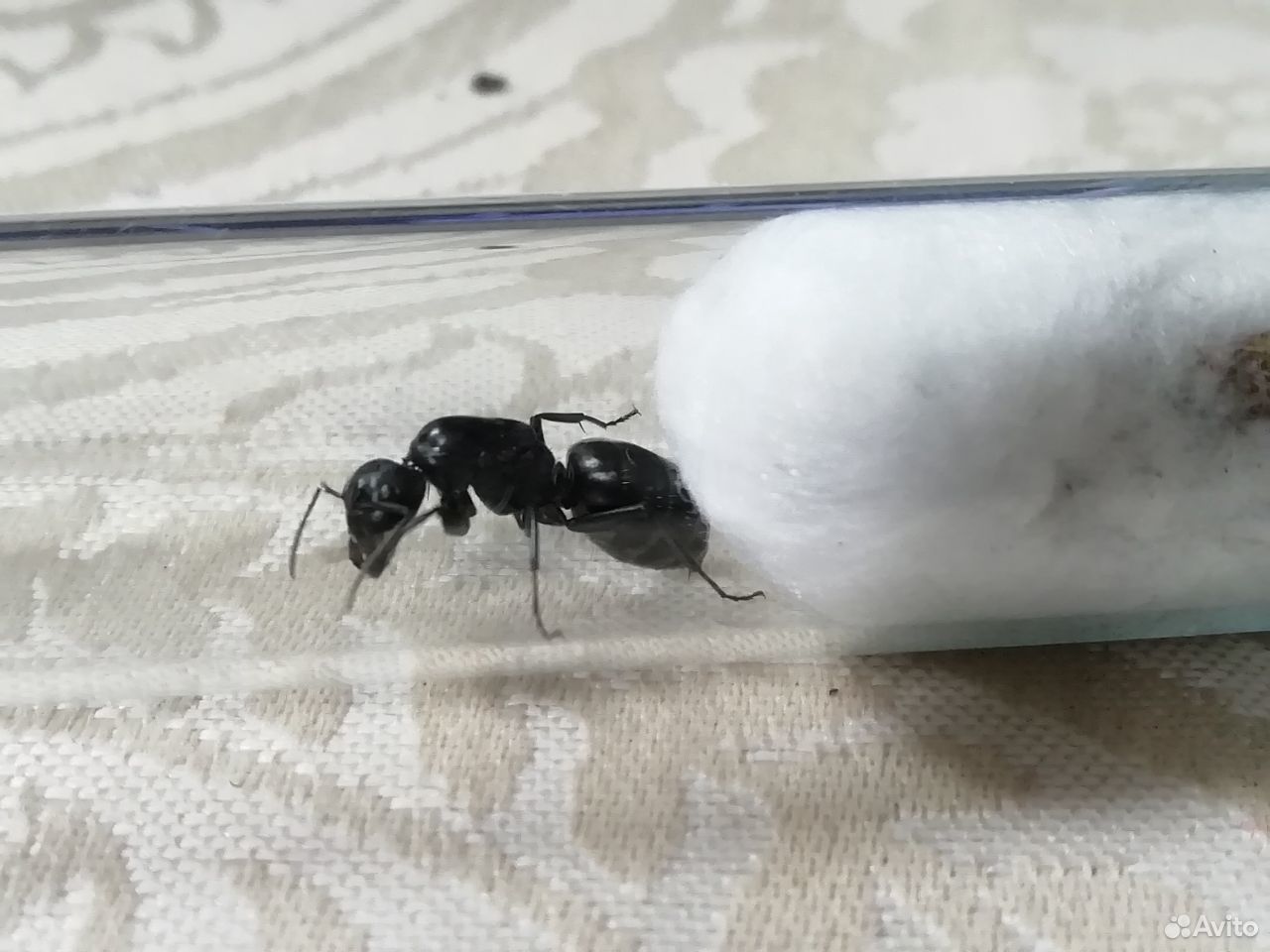 Матка Camponotus Vagus купить на Зозу.ру - фотография № 2