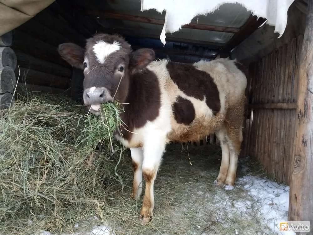 Продам коров купить на Зозу.ру - фотография № 1