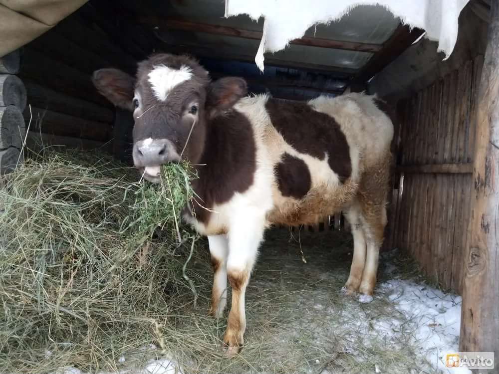 Коровы Купить В Томской Области