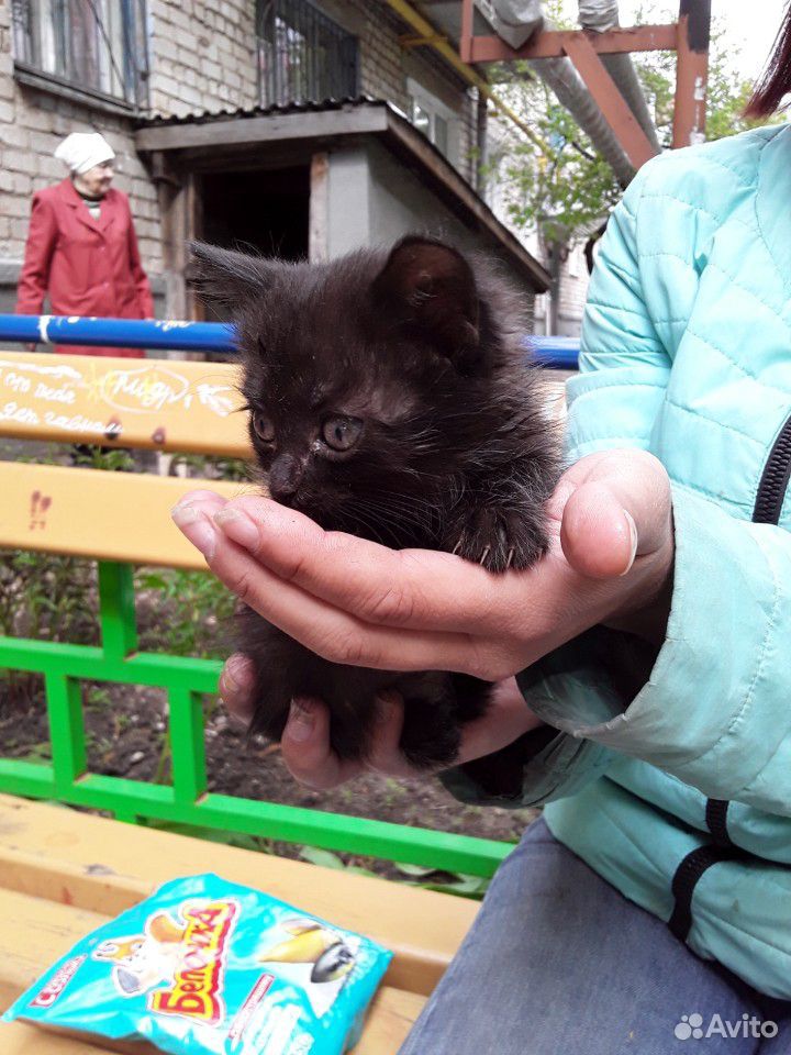 Кот в добрые руки купить на Зозу.ру - фотография № 2