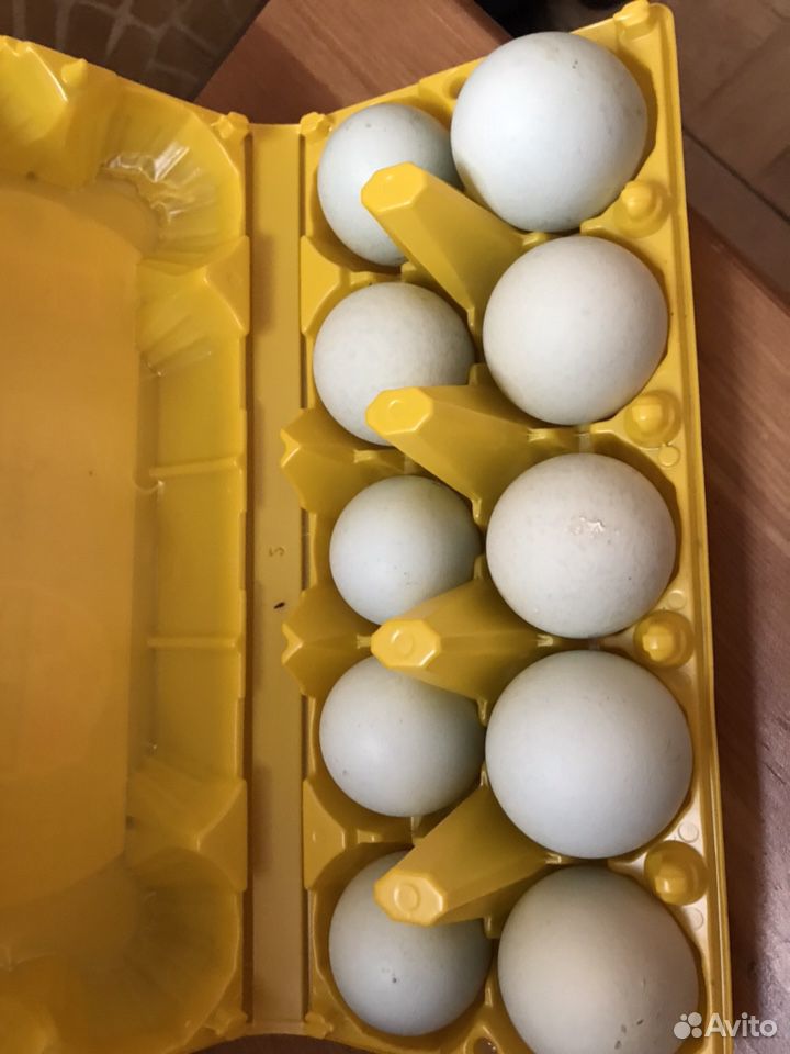 Инкубационное яйцо курица Араукана купить на Зозу.ру - фотография № 1