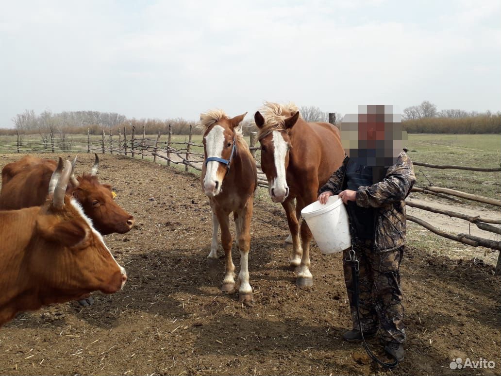 Лошади и коровы Колмыцкой породы купить на Зозу.ру - фотография № 4