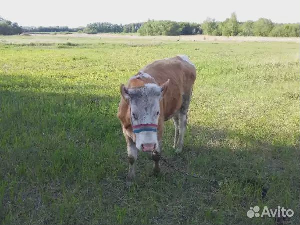 Продам корову 1 год купить на Зозу.ру - фотография № 1