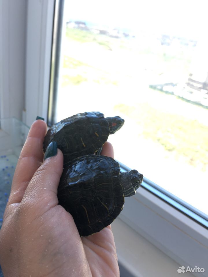 Черепахи купить на Зозу.ру - фотография № 2