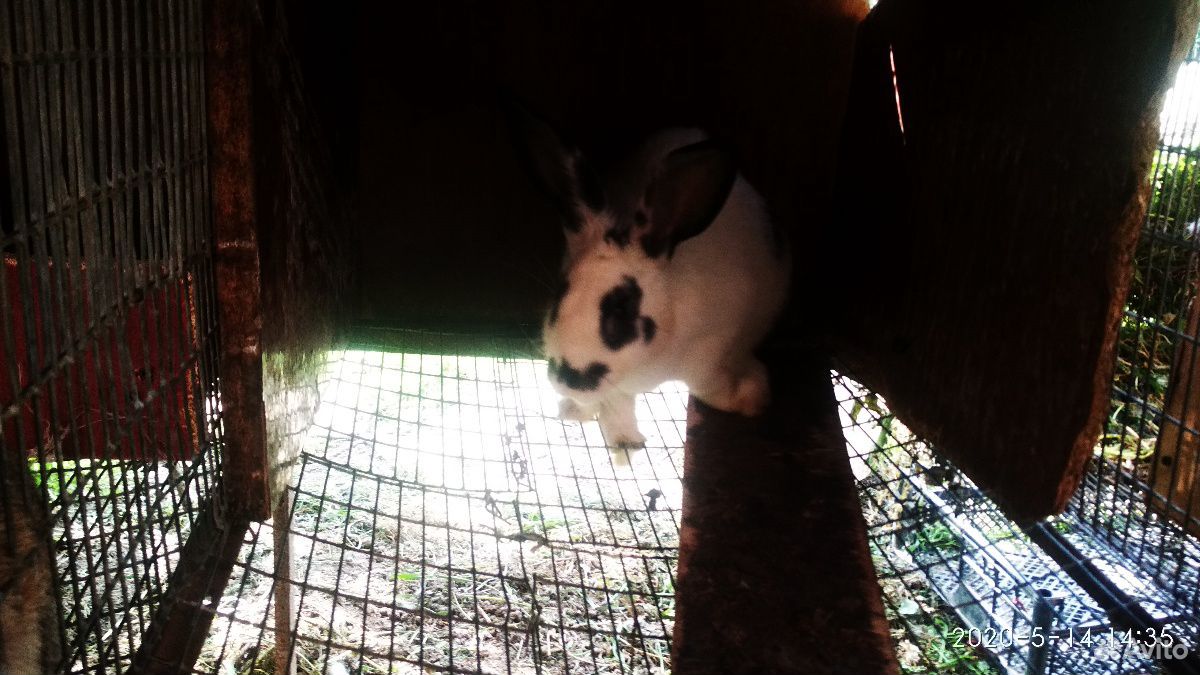 Кролик и крольчата купить на Зозу.ру - фотография № 8