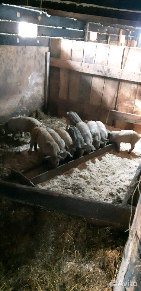 Венгерская мангалица(свинки) родились 27.03.20 купить на Зозу.ру - фотография № 3