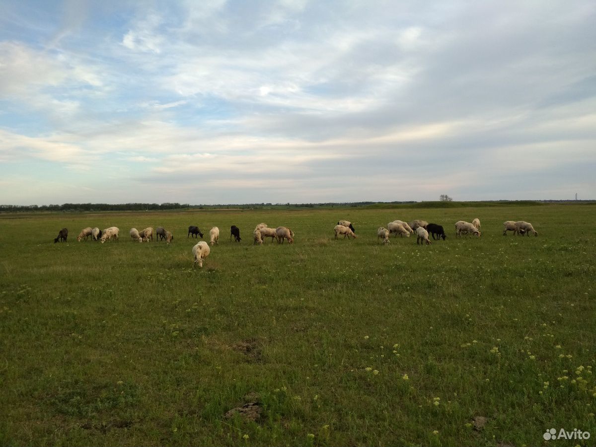Овца, Бараны купить на Зозу.ру - фотография № 1