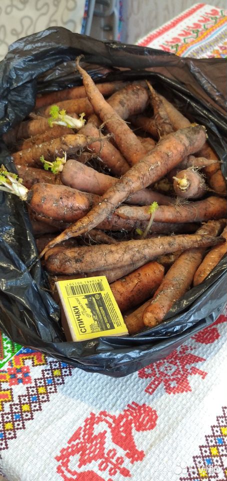 Морковка своя купить на Зозу.ру - фотография № 1